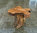 Wooden Bonsai Coffee Root Table
