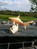 Wooden Shark Carving