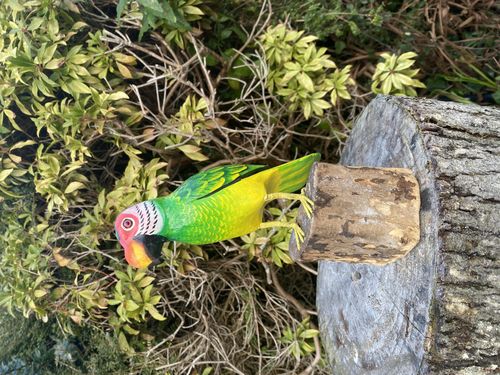 wooden Parrot Bird on Driftwood
