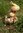 Wooden Frog on Mushroom