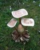 Wooden Mushroom cluster of 4
