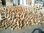 100 x Bamboo Root Chic Duck 20cm Natural Root