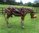 Driftwood horse