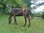 Driftwood Horse War Horse