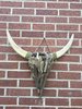 Driftwood Buffalo Skull L