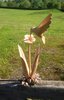 Wooden Hummingbird In Carved Flower