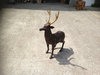 Brass Stag with Bronze Finish C