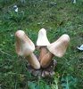 Wooden Mushroom Cluster of 3 C