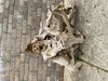 Teak Root Big Mouth Abstract Wood Carving