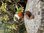 Green Finch  Wooden Bird on Driftwood