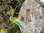 Hummingbird Bird on Driftwood
