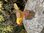 Gold Finch Wooden Bird on Driftwood