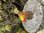 Gold Finch Wooden Bird on Driftwood
