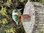 Green Kingfisher Bird on Driftwood
